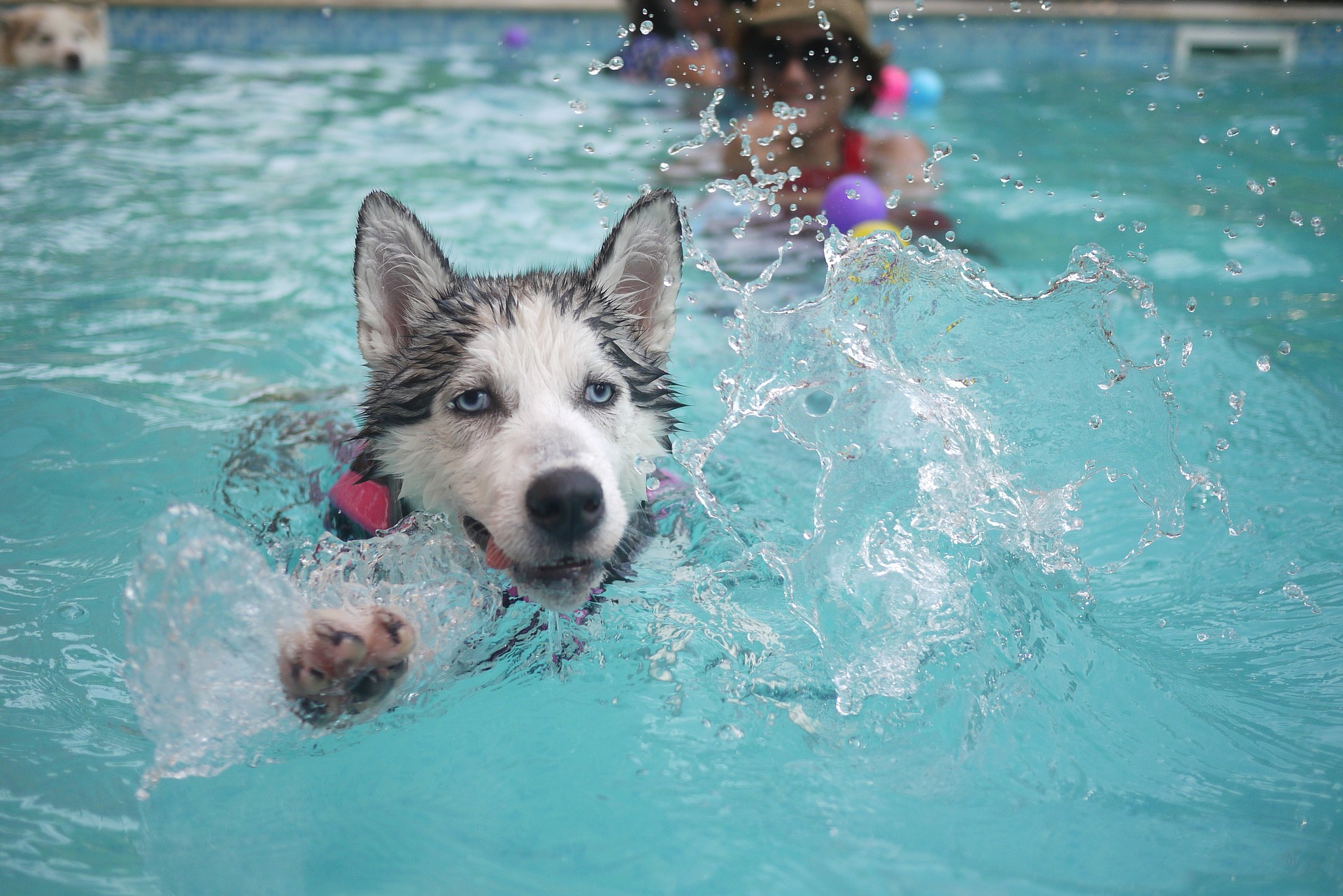 Perro nadando en piscina de Sant Cugat