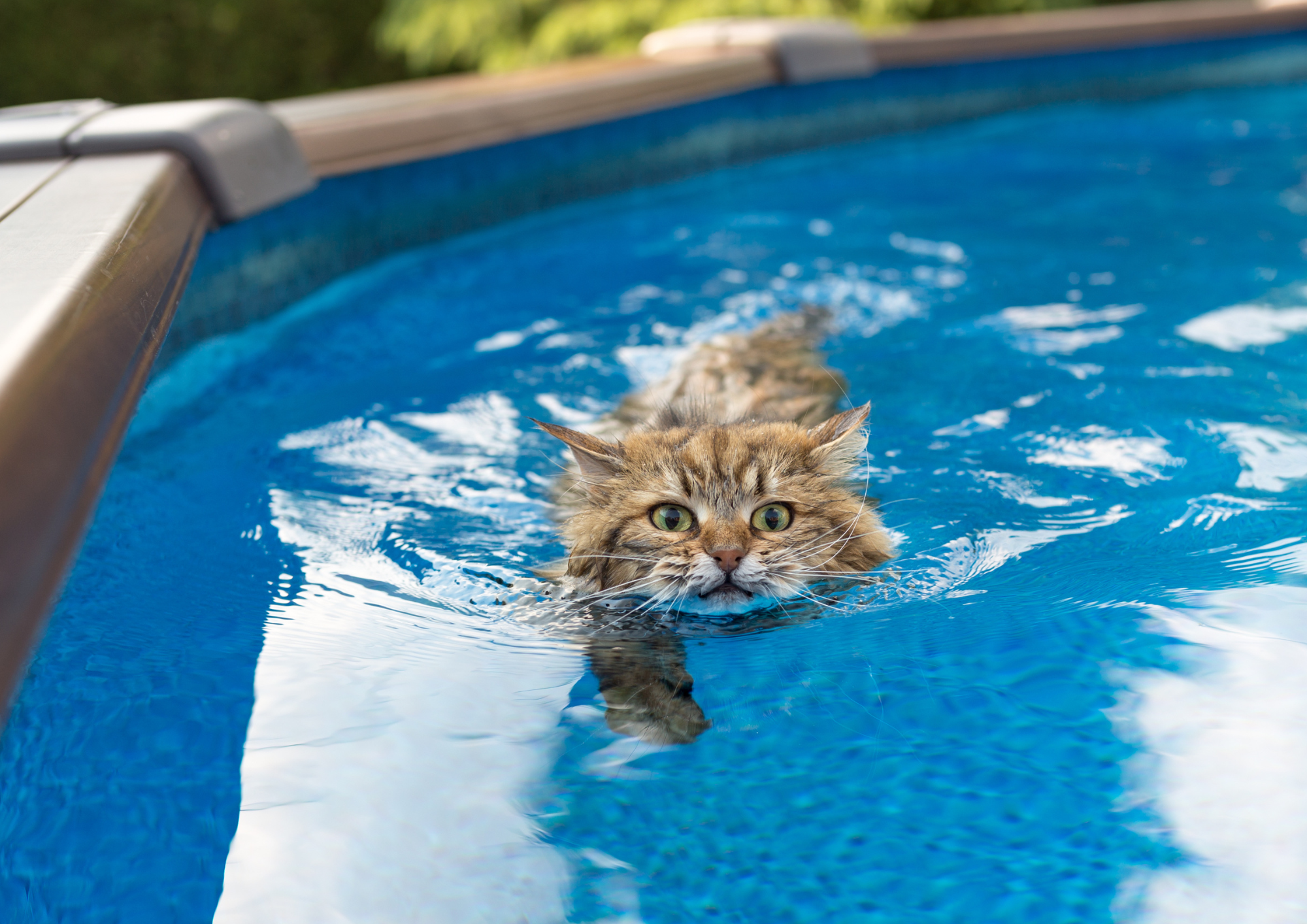 Animal domestico en piscina sin protección
