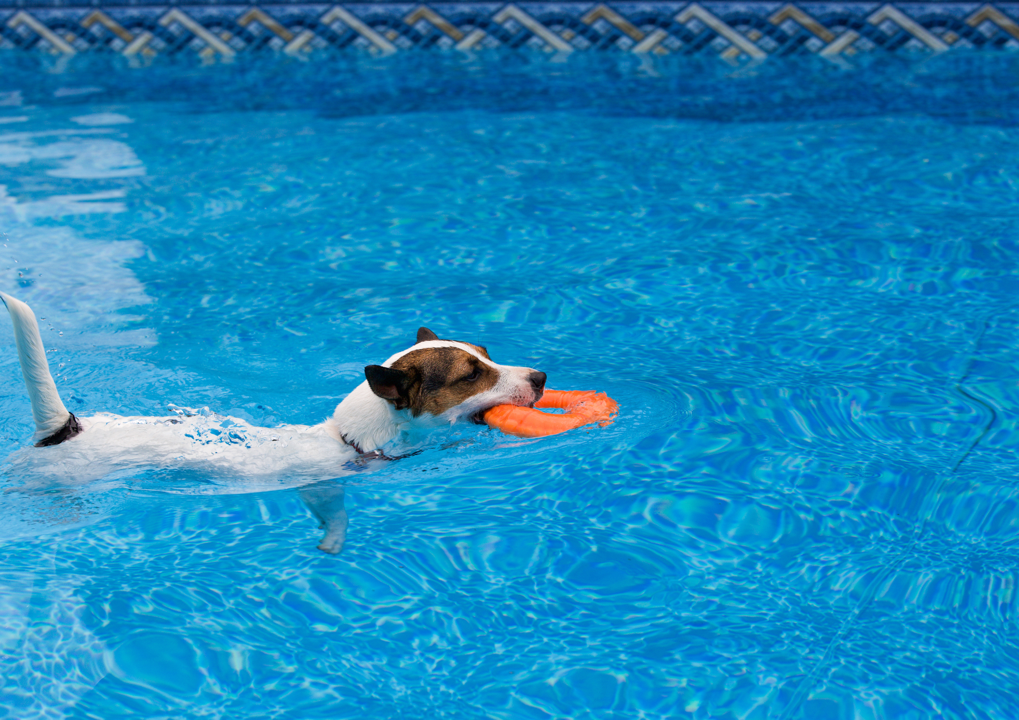 Perro con frisby dentro de una piscina