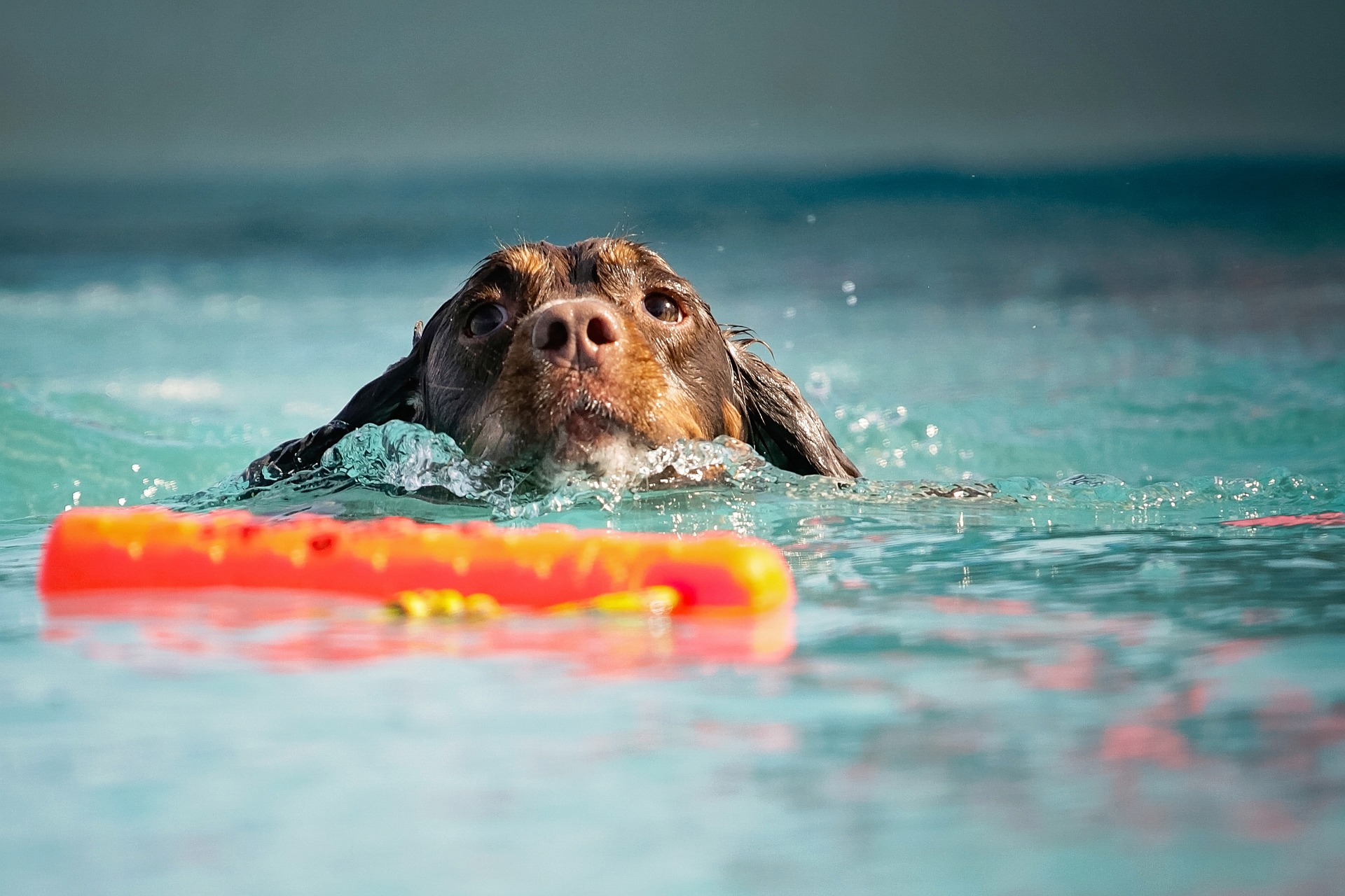 Perro en busca de su juguete que a caído al agua de la piscina