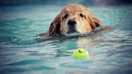 Mantenga a su mascota segura con una valla de piscina en Barcelona