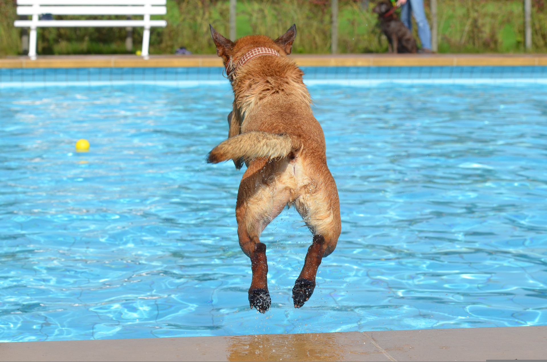 Perro tirándose con el consentimiento de sus dueños al agua y no antes por las vallas que rodean la piscina